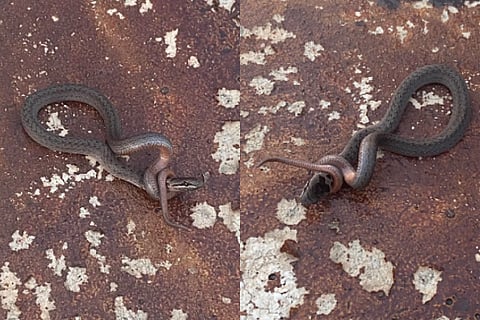snake