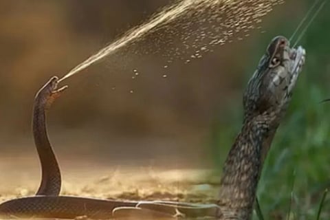snake