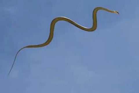 snkae