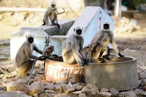 web langurs