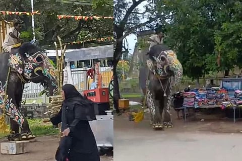dasara elephant