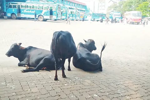15-cattle