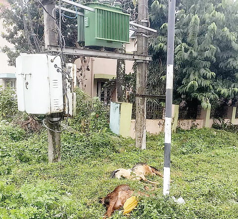 ವಿದ್ಯುತ್ ಪ್ರವಹಿಸಿ ಮೇಕೆಗಳು ಸಾವು
