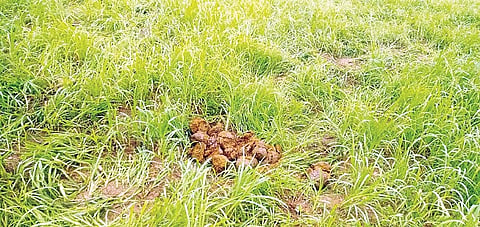ಸರಗೂರು ತಾಲೂಕಿನ ಸಿದ್ದಾಪುರ ಗ್ರಾಮ ವೆಂಕಟರಾಮು ಅವರ ಜಮೀನಿನಲ್ಲಿ ಕಾಡಾನೆ ದಾಳಿಗೆ ರಾಗಿ ಬೆಳೆ ನಾಶವಾಗಿರುವುದು.