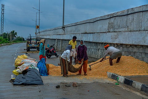 koppal rain farmer crop loss affect