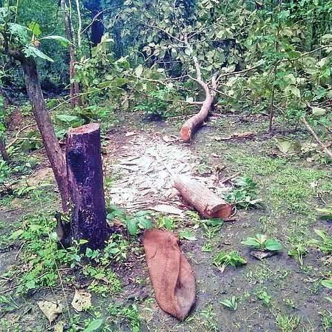 20mnd1a- sagavani tree