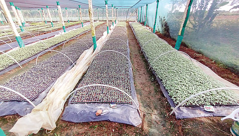 ಸಾವಯವ ಕೃಷಿಯೊಂದಿಗೆ ನರ್ಸರಿ