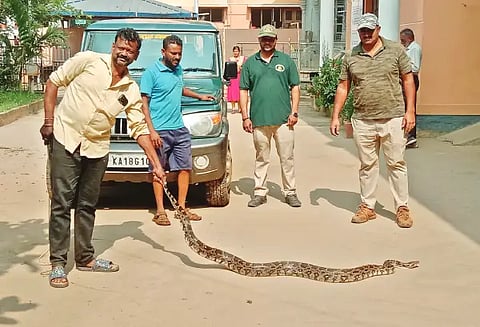 28 BIRUR 01snake