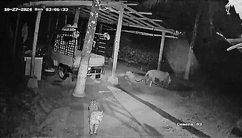  ನಾಗಮಂಗಲ ತಾಲೂಕಿನ ಕುರಿಕೊಪ್ಪಲು ಗ್ರಾಮದ ಮನೆಯೊಂದರ ಸುತ್ತ ಜೋಡಿ ಚಿರತೆ ಸಂಚರಿಸಿರುವ ದೃಶ್ಯ ಸಿಸಿ ಕ್ಯಾಮರಾದಲ್ಲಿ ಸೆರೆಯಾಗಿರುವುದು.