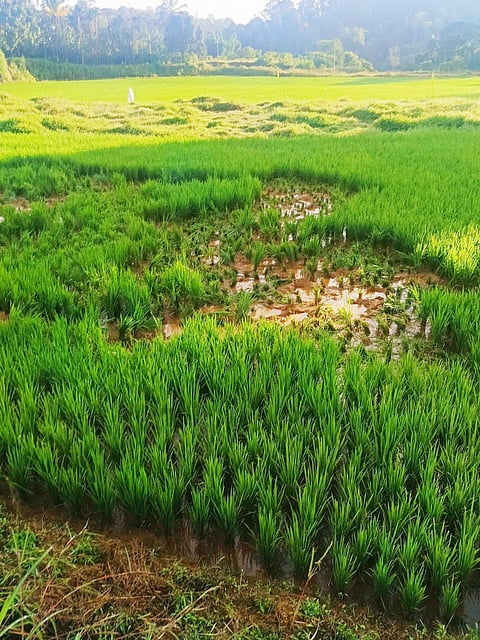 ಕಾಡಾನೆ ದಾಳಿ ನಷ್ಟ