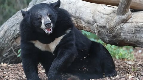 BEAR