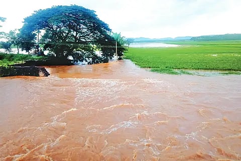 Basavapattana, paddy, water,