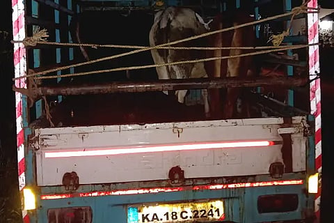 Bel_Cows