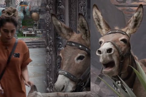 Bigg Boss donkey as a contestant video