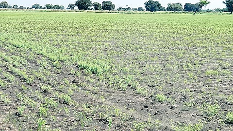 Chickpea crop