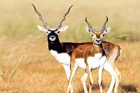 Deer