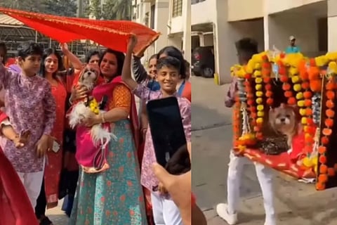 Dog Wedding