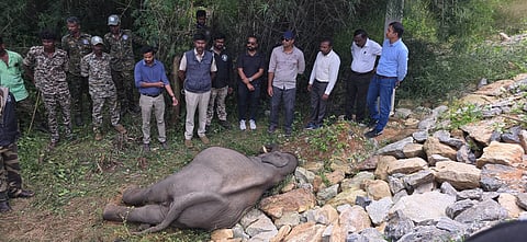ELEPHANT DEATH 1