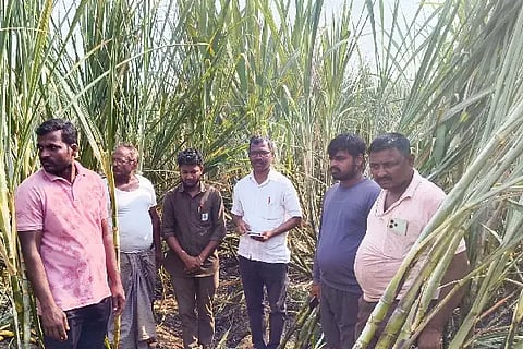 Electric wire, sugarcane field, fire, Revagaon, sugarcane crop,