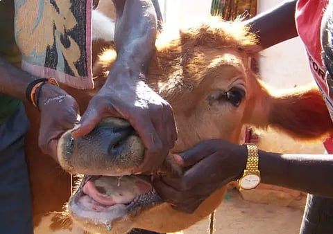 Foot-and-mouth-vaccine.
