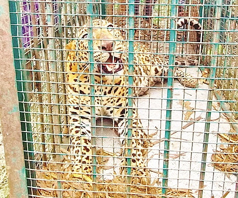 ಅರಣ್ಯ ಇಲಾಖೆ ಇರಿಸಿದ್ದ ಬೋನಿನಲ್ಲಿ ಸೆರೆಯಾಗಿರುವ ಚಿರತೆ.
