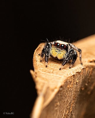 Jumping_Spider