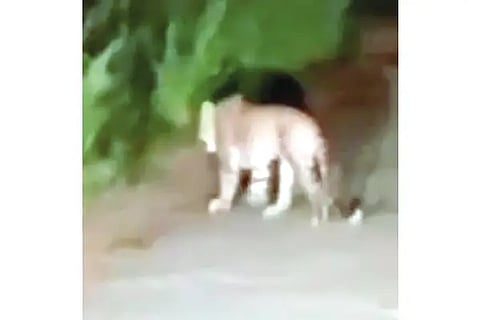 KLG CHEETHA