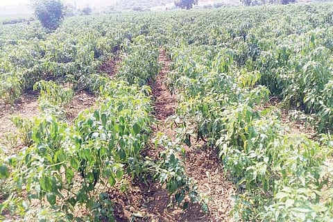 Kampli red chilli crop