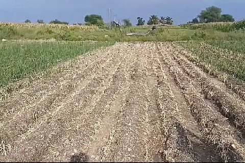 Poison, Chemical, Drug, Onion, Crop Destruction, Kolhar, Police Station,