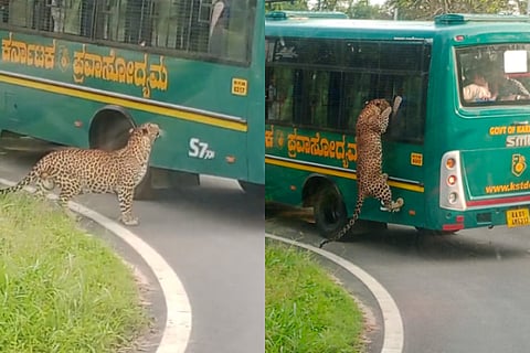 Leopard attack