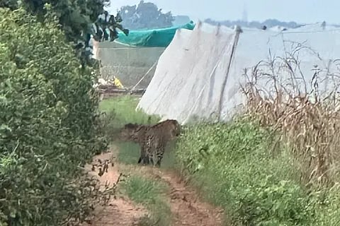 Leopard sighting near Kadarmandalagi