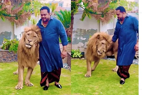 Lion