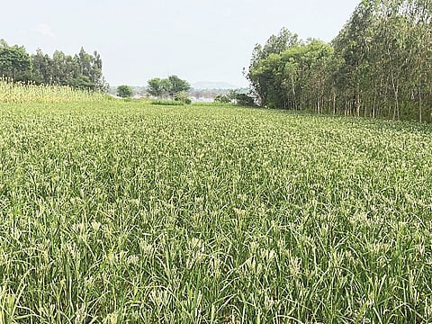 ರೈತ ವೆಂಕಟೇಶ್ ದಂಪತಿ ಸೊಗಸಾಗಿ ರಾಗಿ ಬೆಳೆ ಬೆಳೆದಿರುವುದು.