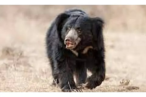 MND BEAR