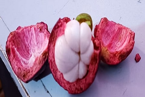 Mangosteen crop is a cash stream