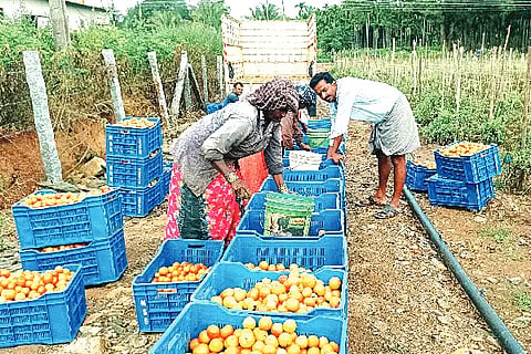 Mayakonda, Tomato, Price,