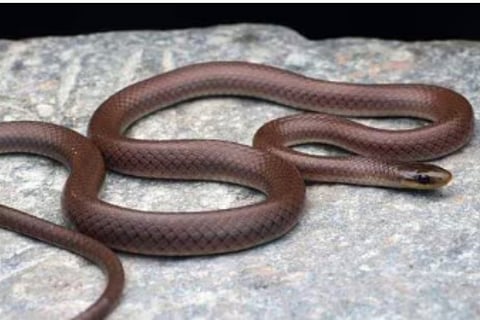 New snake