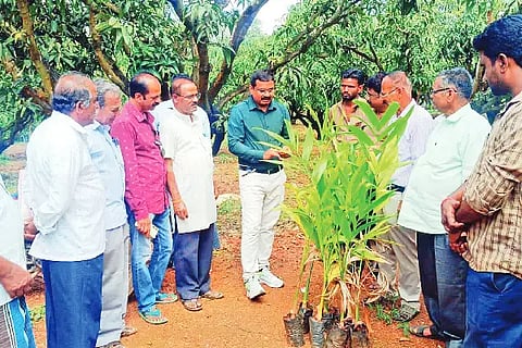 Plantation crops are beneficial