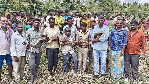 Python protection Mandya