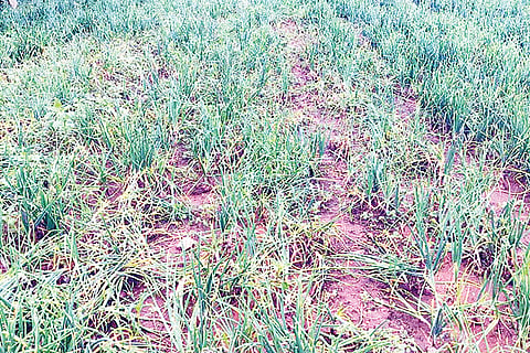 Rain Effect Onion Seeds Dirt