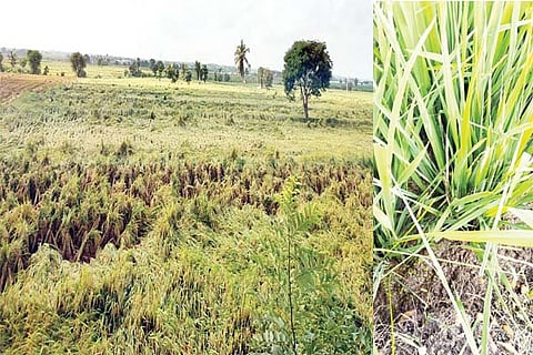Siddaur rain crop loss