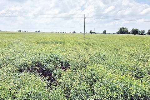 Sindhanour togari crop