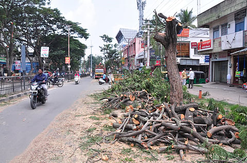 Unscientific felling of trees Mandya