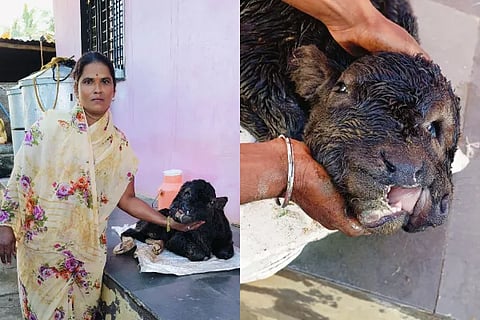 Vijayapura Calf