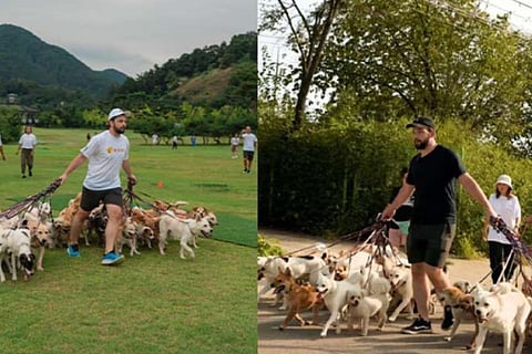 animalloverwhowalked38dogs