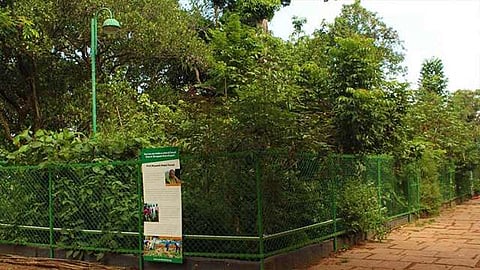 ariel-view-of-kanakakkunnu-forest-after-seven-months-118