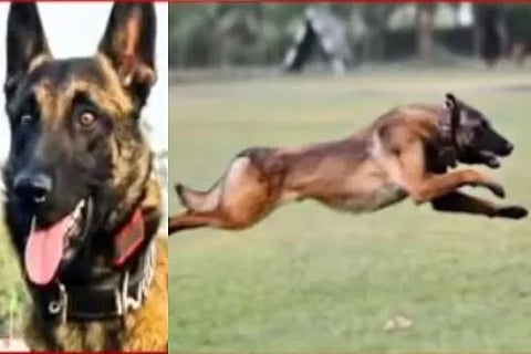 army dog