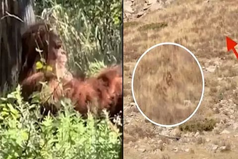 Bigfoot