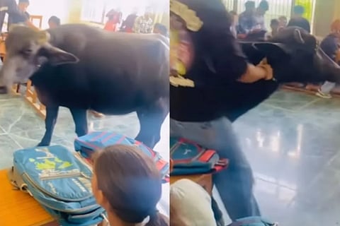 buffalo video viral
