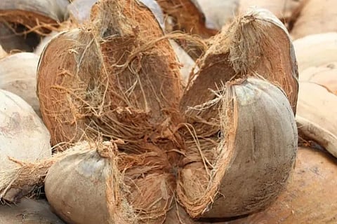 coconutfiber